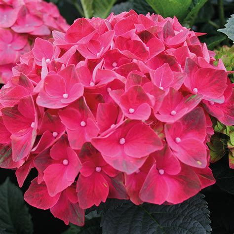 The History and Evolution of the Magical Crimson Hydrangea